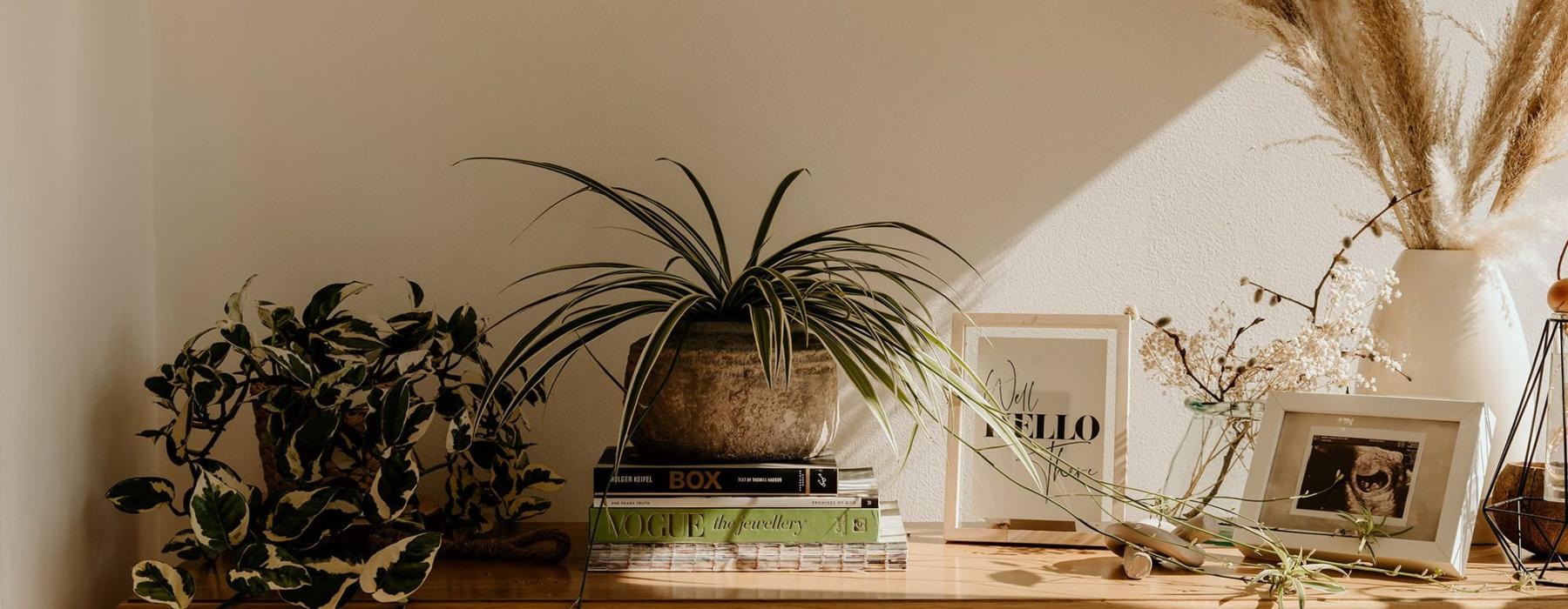 bureau top decorated with potted plants, books and framed pictures